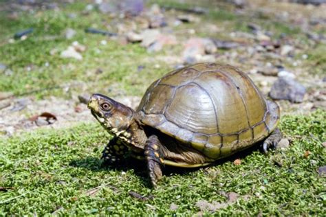 All The 26 Types of Texas Turtles (ID Guide and Photos)