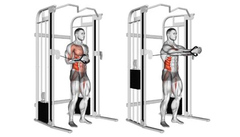 Cable Pallof Press: The "Anti-Rotation" Core Stability Exercise ...