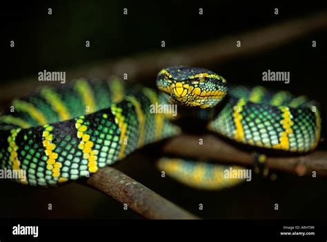 Malaysian rainforest Sumatran Pit Viper Trimeresurus sumatranus Stock ...