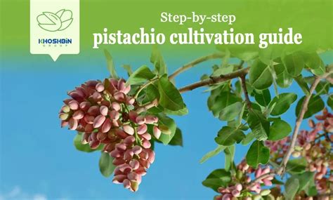 Step-by-step Pistachio Cultivation Guide | Khoshbin Group