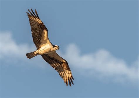 Hawk Symbolism | Hawk Meaning | Hawk Spirit Animal | Hawk Spiritual Meaning