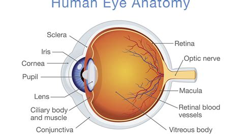 33 Label Of The Eye - Labels 2021