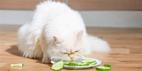 Can Cats Eat Cucumbers? - Cats.com