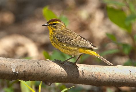 Palm Warbler - Owen Deutsch Photography