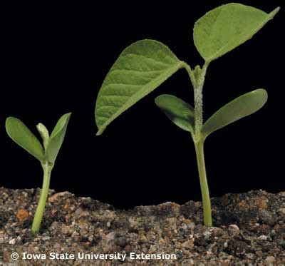 Soybean Growth Stages Timeline