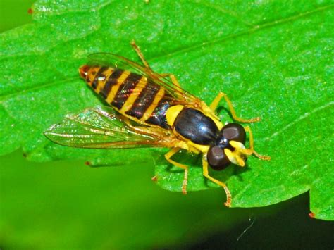 Diptera.info - Discussion Forum: Syrphidae - Identification