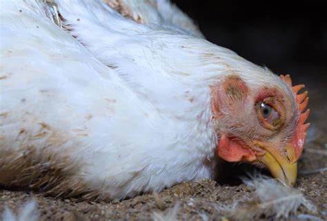 Marek's Disease in Chickens: Identify, Causes, Treatment & Prevention