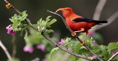 Keeping Hope Alive For Hawaii’s Iiwi | Living Bird | All About Birds