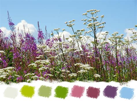 Beautiful Wildflowers Color Palette Stock Photo - Image of road, rural: 38675514