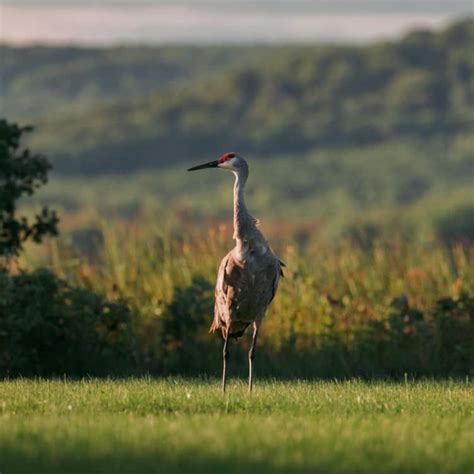 Sandhill Crane Nebraska Migration – Dora's Corner