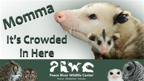 Mother Jill the Virginia Opossum and her Pouch Full of Babies; a Passel ...