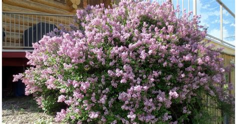 Marquesa of Mayook: Mini Lilac Bush ...