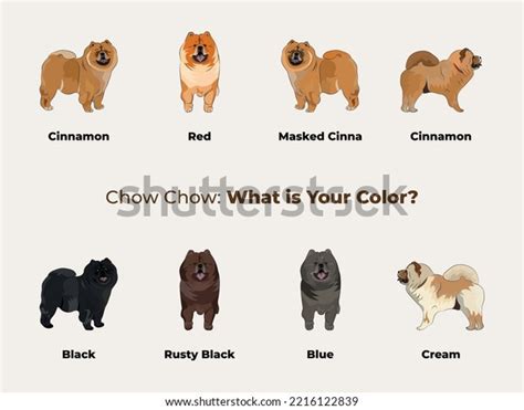 Chow Chow Drawing Cute Dog Characters Stock Vector (Royalty Free) 2216122839 | Shutterstock