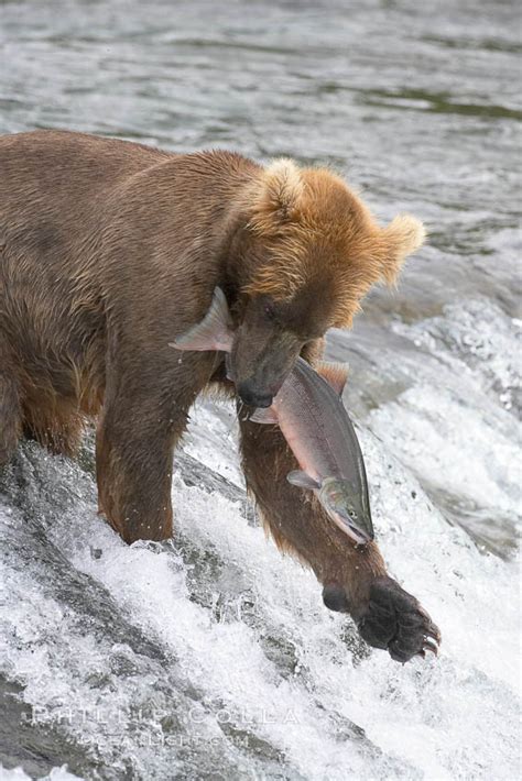 A brown bear eats a salmon it has caught in the Brooks River, Ursus arctos photo, Katmai ...