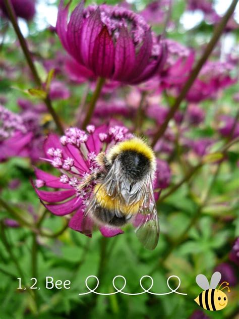 Saving Bees and their Habitat - GARDEN, TEA, CAKES, (BOOKS) AND ME