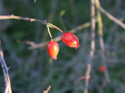 Harvesting Rose Seeds: How To Get Seeds From Roses