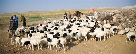 Somalia Moves Adaptation Strategies for its Livestock and Fisheries Sectors Forward - NAP Global ...