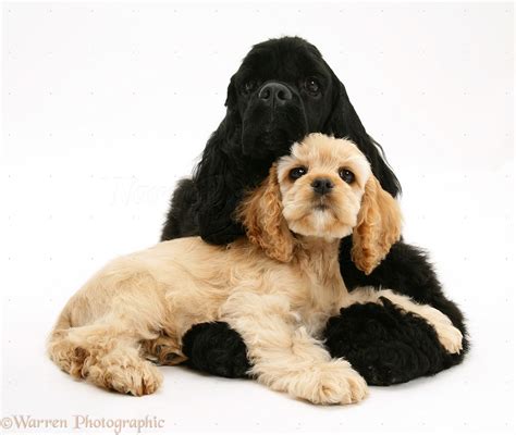 Dogs: Black American Cocker Spaniel with buff pup photo - WP17202