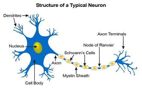 What is Neuroscience In Psychology?