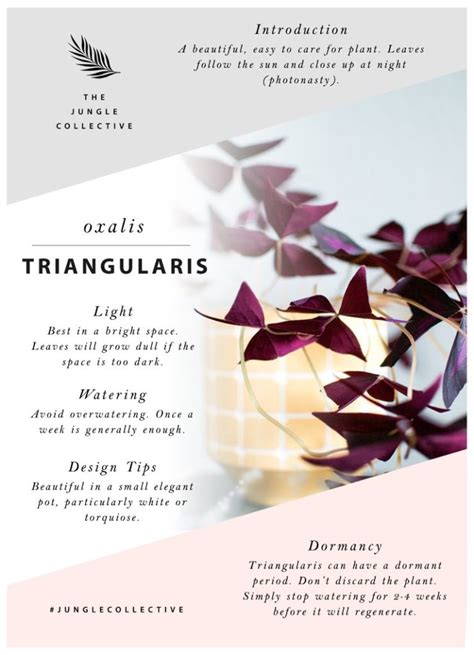 Oxalis Triangularis Plant Care Tips - The Jungle Collective