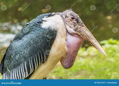 Vulture Bird Ugly Skin Resting on Ground Stock Image - Image of africa, scavenger: 93216767