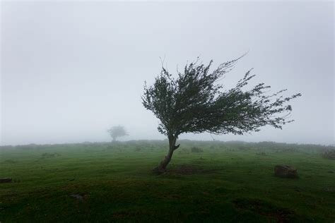 Whispering Winds Poem. Whispering winds, soft and serene | by Wayne ...