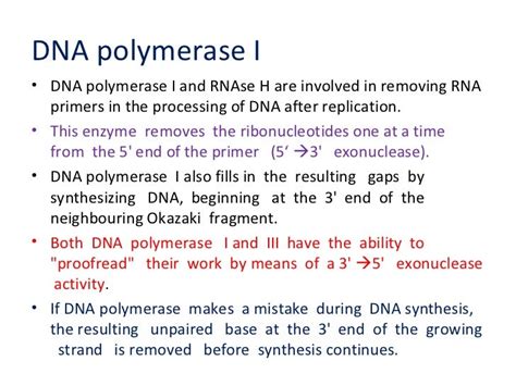 Dna Polymerase 3 Function In Dna Replication - cloudshareinfo