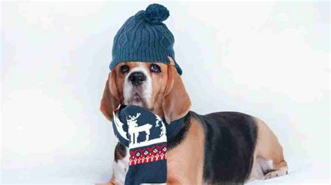 9 best Dog winter hats to make your Pooch Look cool and keep warm.