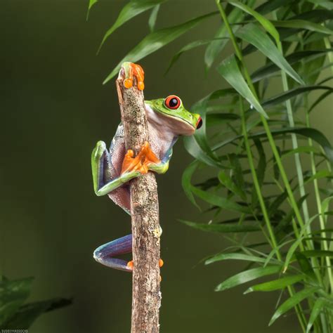 Green frog on brown wood branch HD wallpaper | Wallpaper Flare