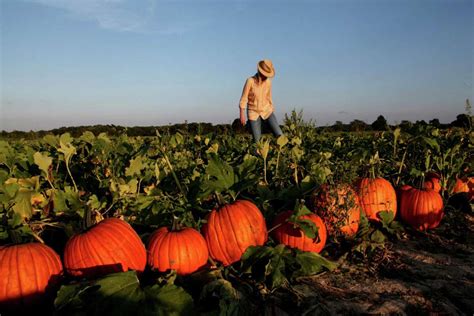 Pumpkin queen has a request: Don't carve, cook