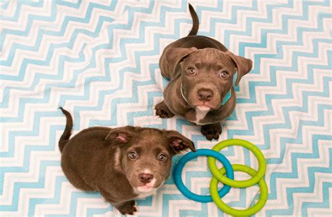 Free Puppies! - Washingtonian