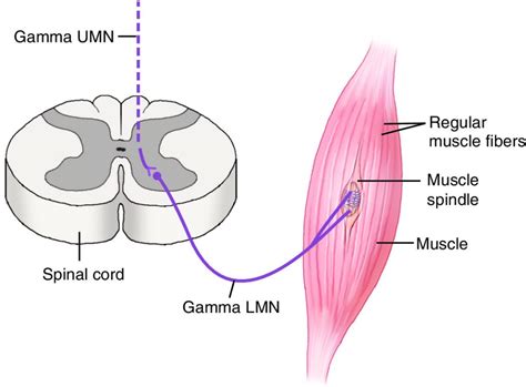 What is Muscle Memory? How Does it Control Movement and Posture?