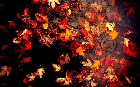 Download Dark Autumn Maple Leaves In Water With Ripple Effect Wallpaper ...