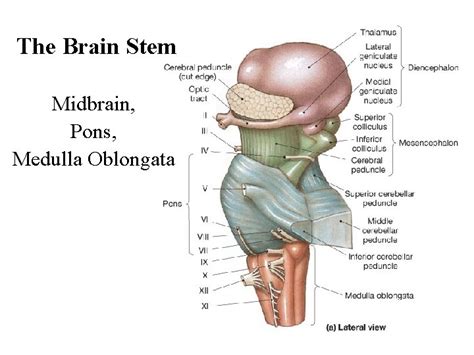 The Brain Stem The Brain Stem Midbrain Pons