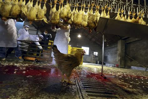 A live chicken is seen under a processing production line at a ...