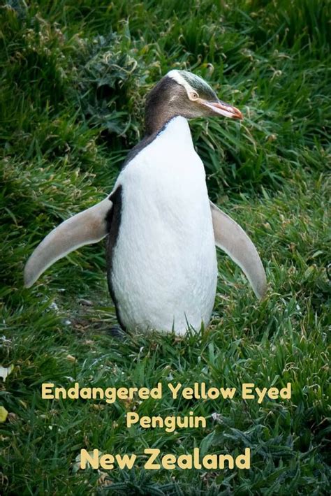 Katiki Point Lighthouse & Other Spots to See Yellow Eyed Penguins | Yellow eyed penguin, New ...