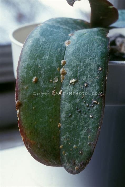 Brown scale insects pest (Coccus hesperidium) on Phalaenopsis orchid leaf | Orchid pests, Flower ...