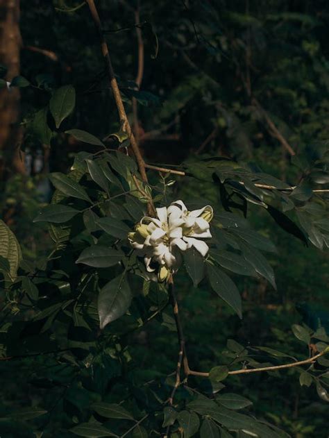 Flower on a Tree Branch · Free Stock Photo