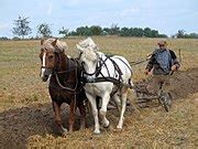 Category:Horse ploughing contests - Wikimedia Commons