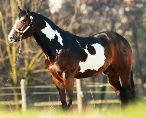 49+ Paint horse images ideas | horsestabledesigns