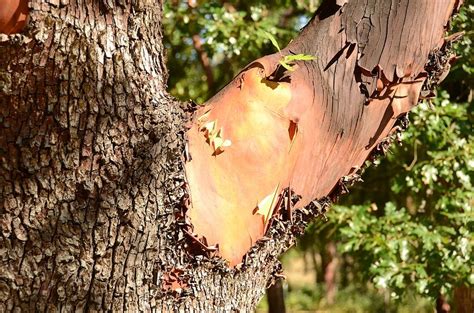 Madrona Tree #1 Photograph by Chuck Overton - Fine Art America