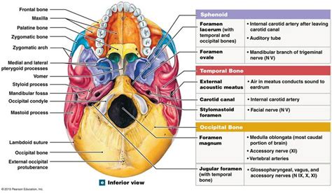 Pin on Anatomy and physiology diagrams