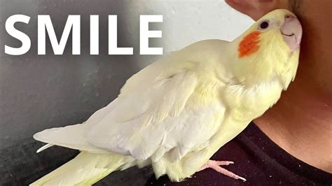 Close Up Scritches With My Cockatiel Bird - YouTube