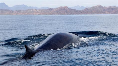 Why do some countries still hunt whale’s? – fisherynation.com