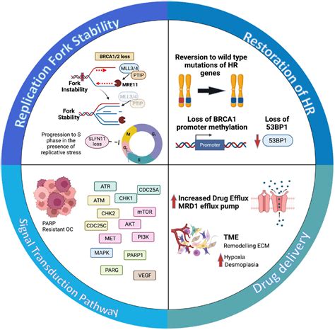 Fighting resistance: post-PARP inhibitor treatment strategies in ovarian cancer - Ana C ...