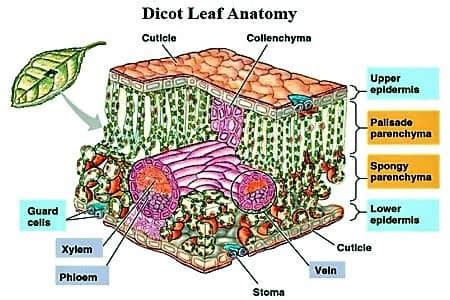 Dicot Leaf