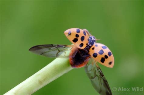 Coccinellidae ~ Everything You Need to Know with Photos | Videos