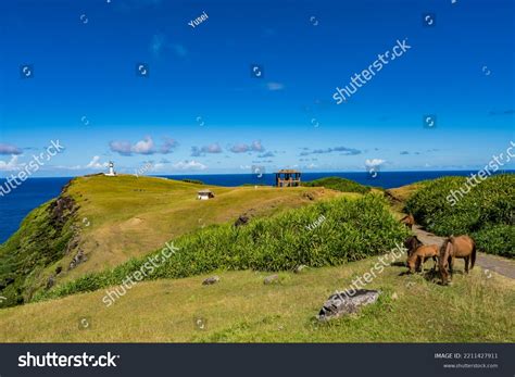 199 Yonaguni Horses Images, Stock Photos & Vectors | Shutterstock