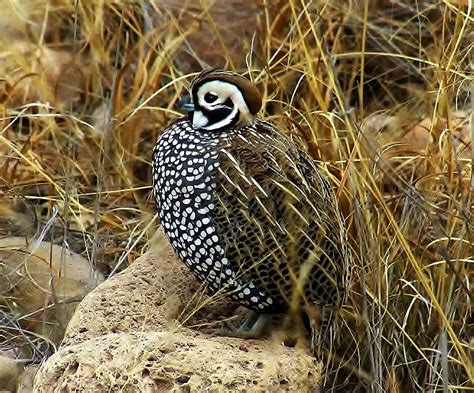 Birds of the World: Montezuma quail