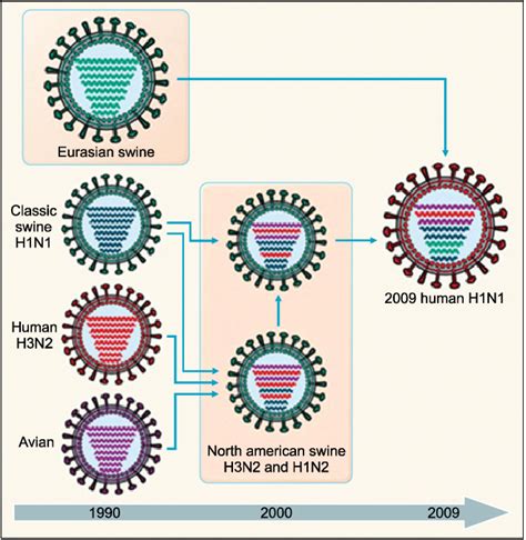 History of reassortment events in the evolution of the 2009 influenza A... | Download Scientific ...